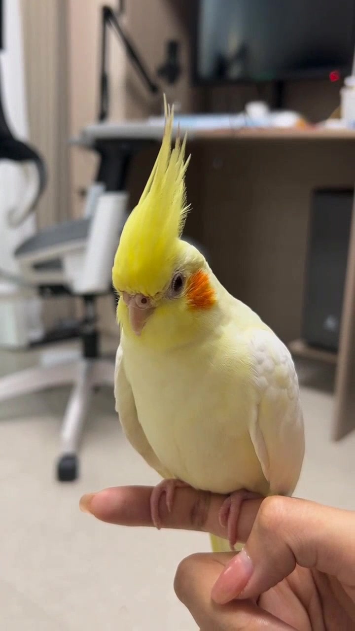 小鸡一直叫,是饿了还是生病了?