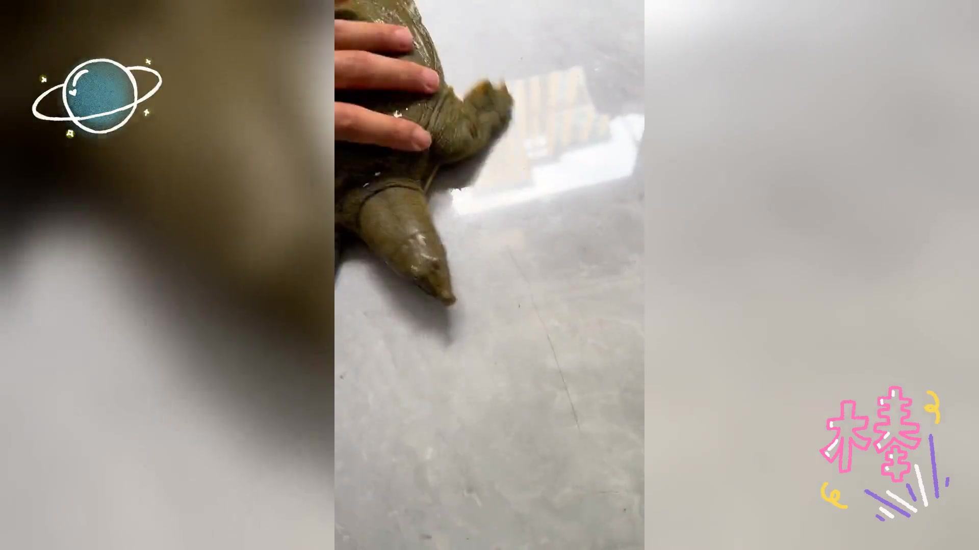 野生甲鱼鉴别技巧,专业指南