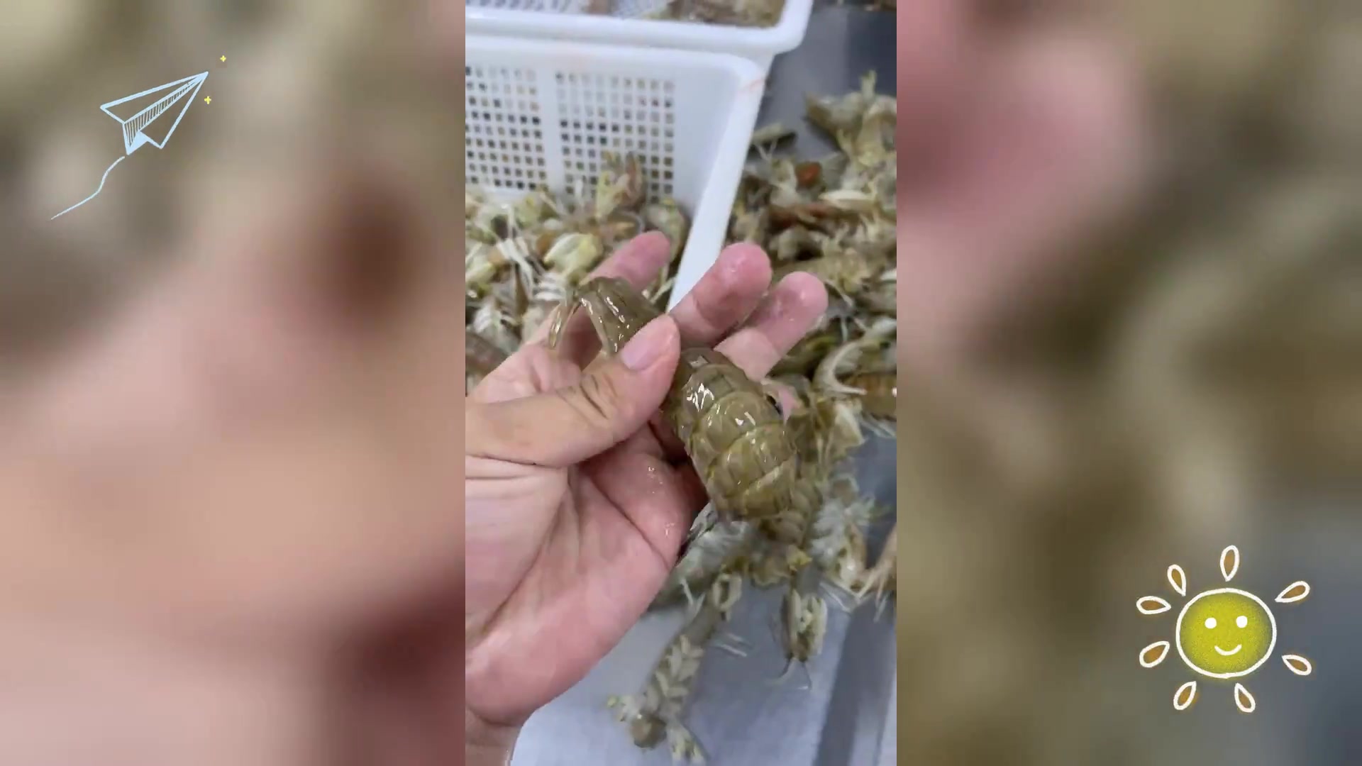 皮皮虾非富贵虾,二者不同种