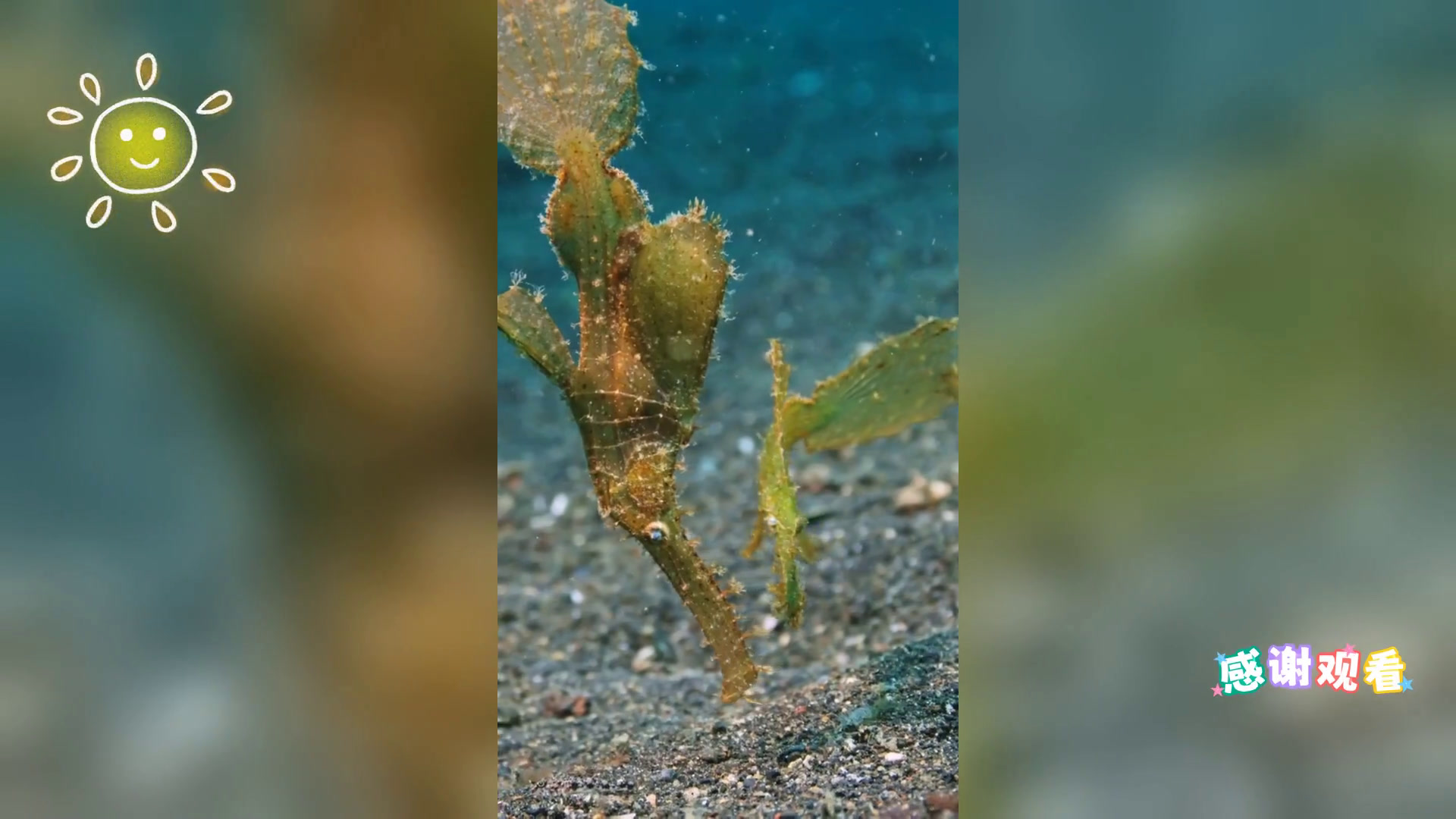 揭秘: 幽灵海龙鱼,深海未解之谜