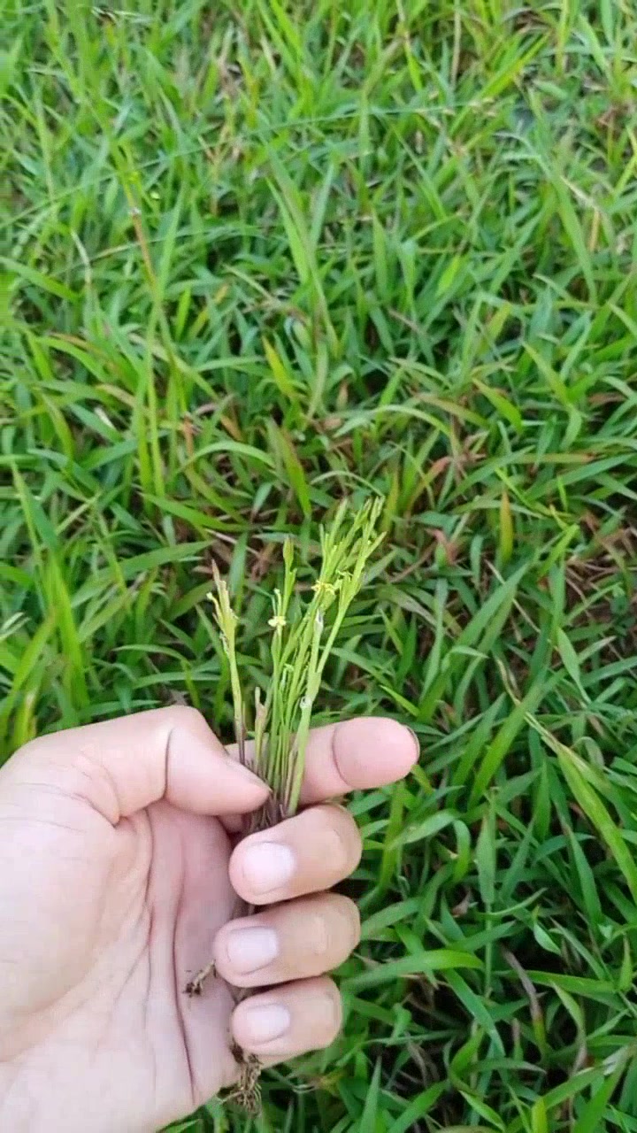 珍稀草药独脚金,日渐罕见难寻觅