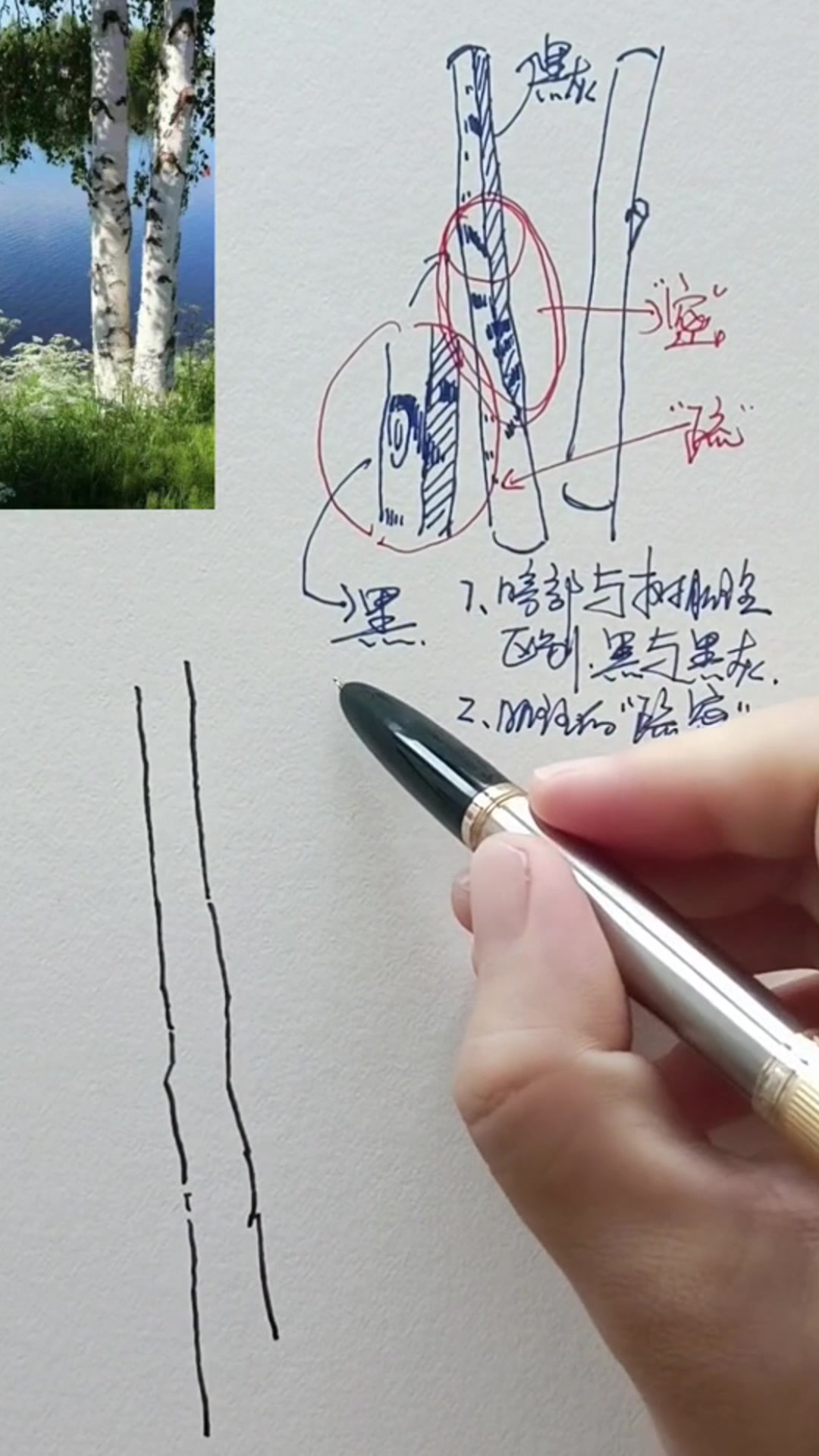 速写‖教你怎样画白桦树,你学会了吗?