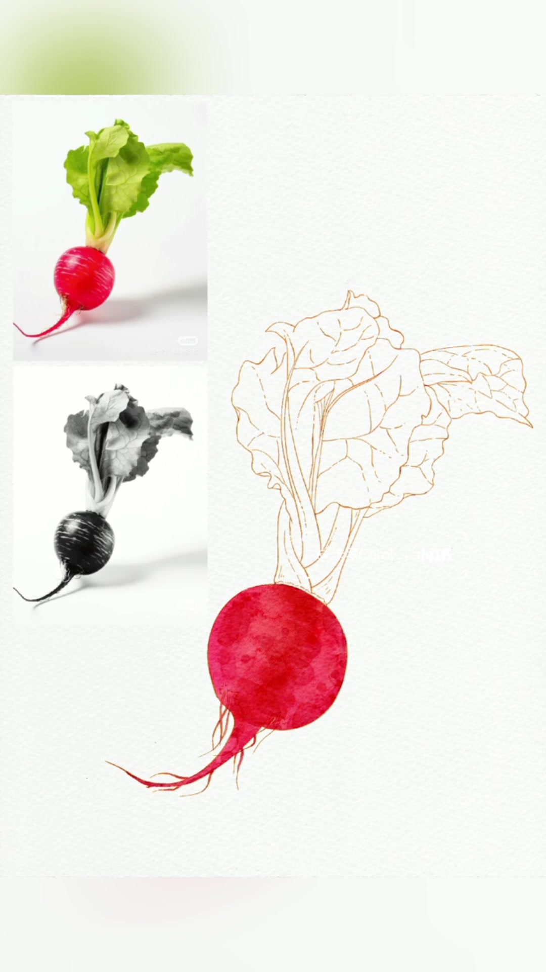 ipad水彩 51|蔬菜主题-樱桃萝卜