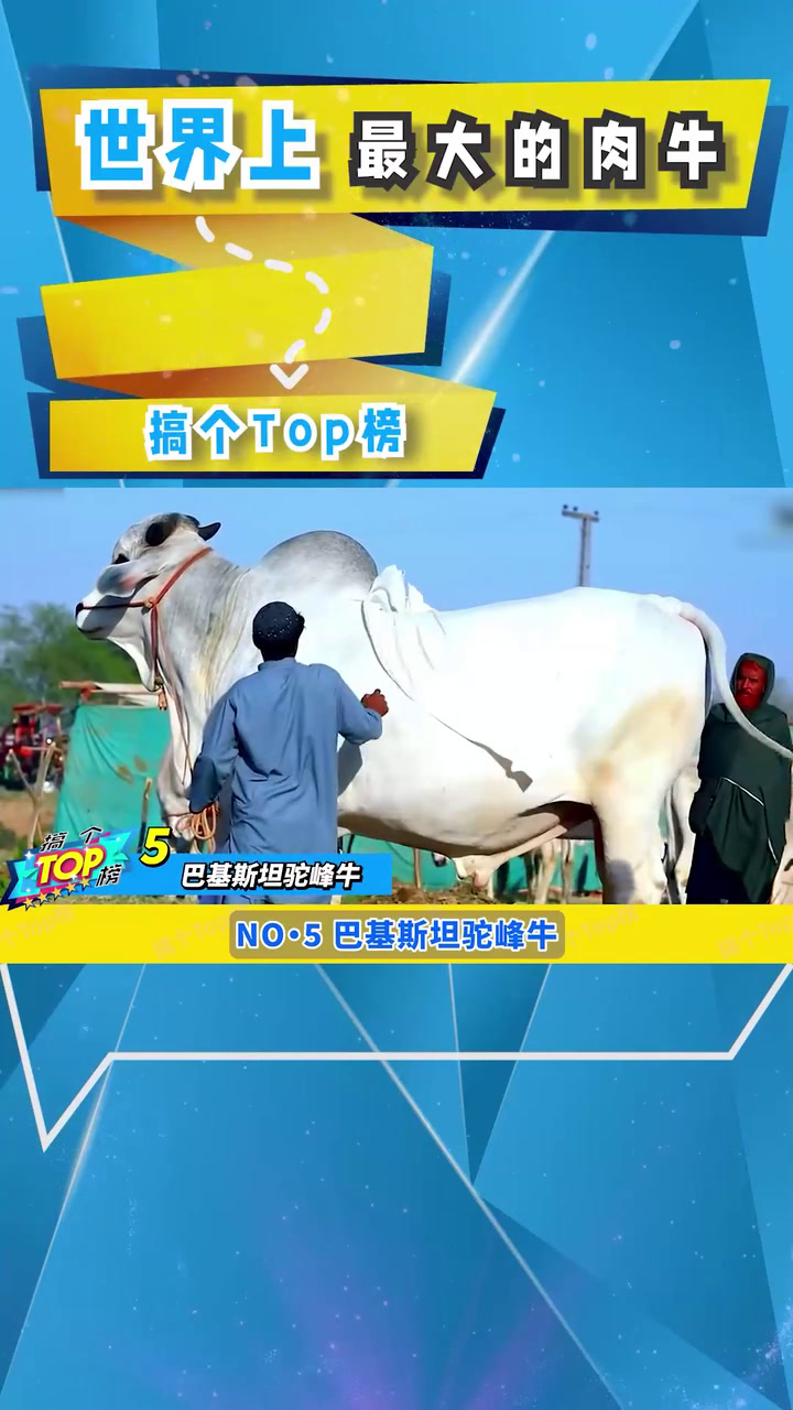 世界上最大的肉牛,一头可以做10000个汉堡——NO.5