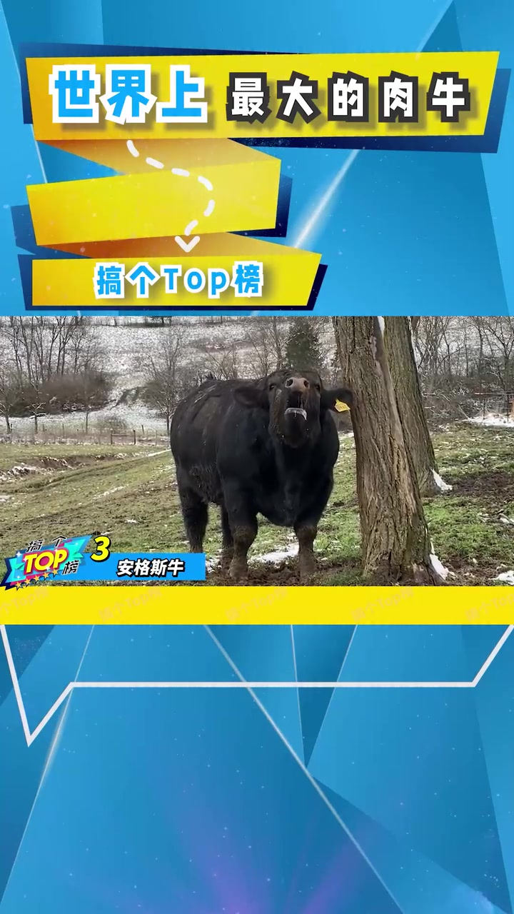 世界上最大的肉牛,一头可以做10000个汉堡——NO.3
