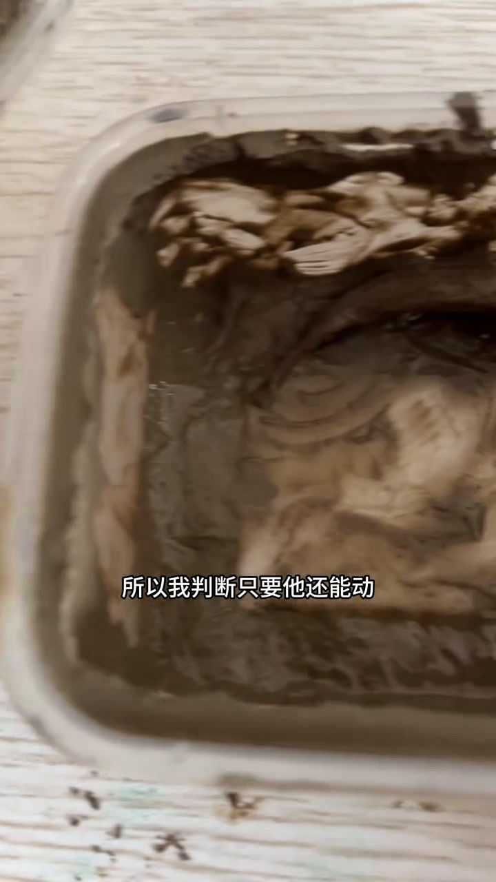 我想养跳跳鱼……