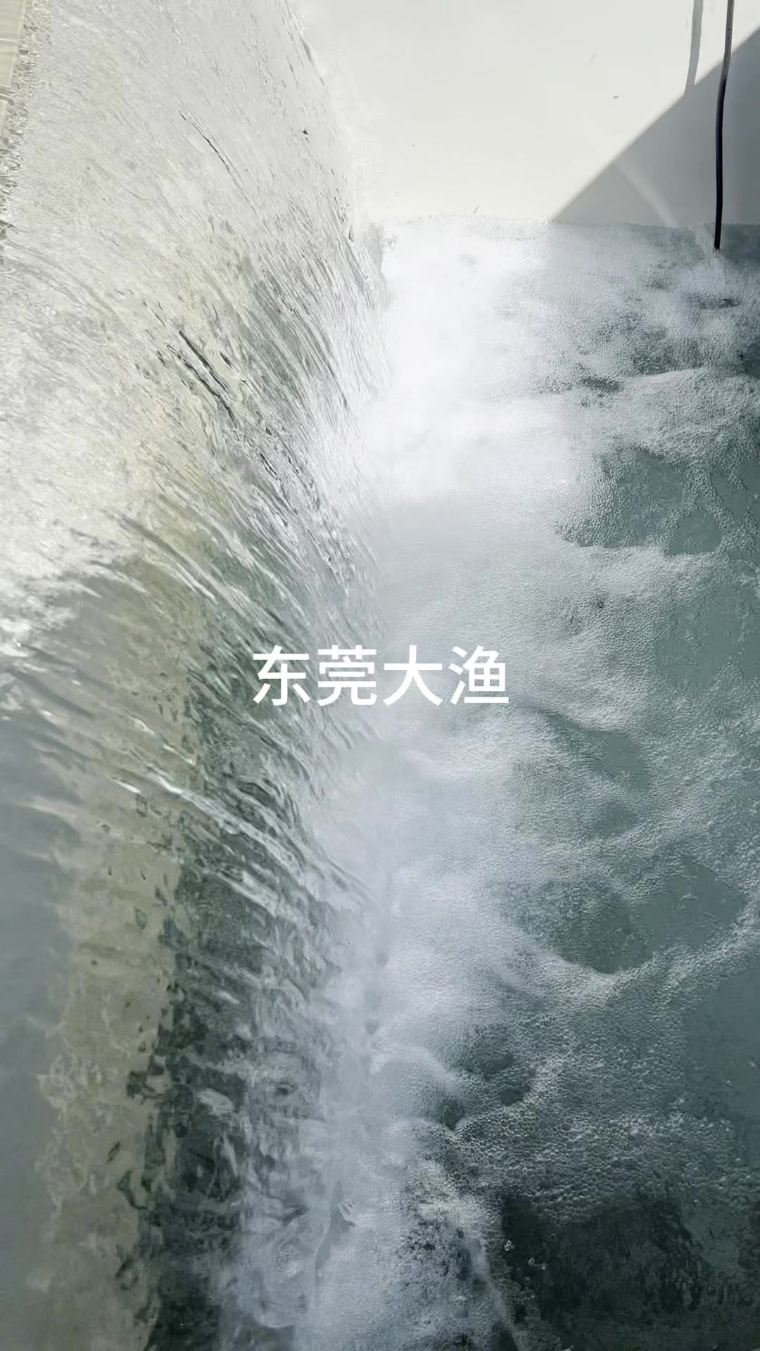 pp鱼池新疆工厂化高密度虹鳟鱼养殖基地#高密度水产养殖
