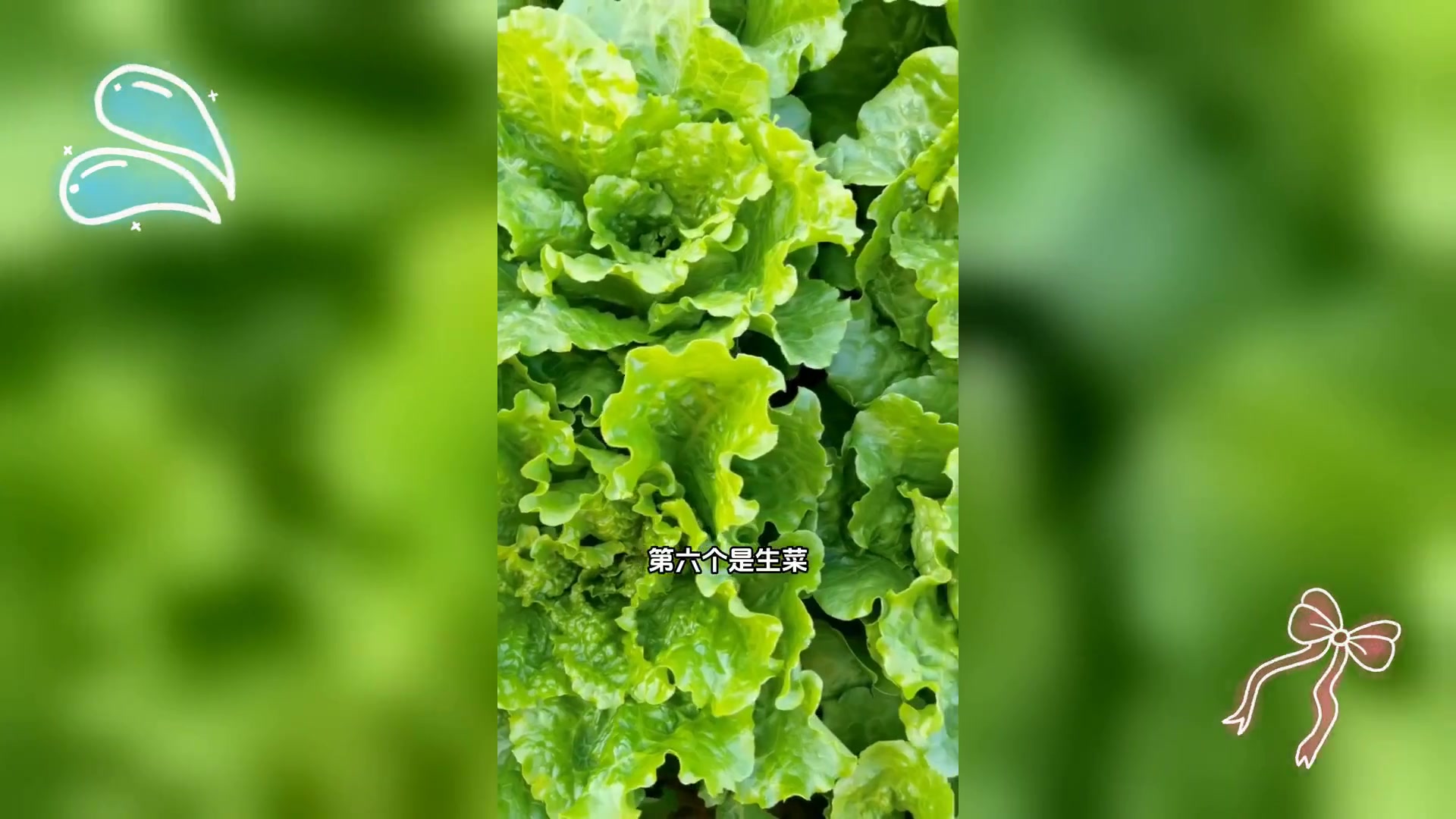 秋分时节适宜,种植的蔬菜种类