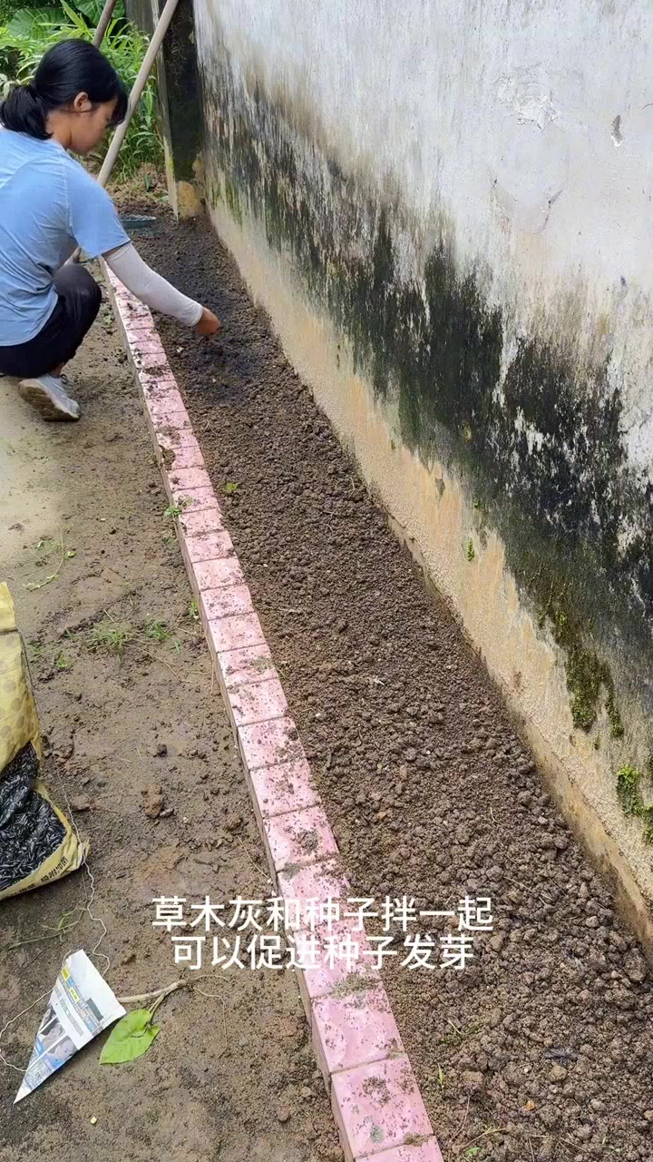 凉拌萝卜苗,清爽解腻好味道