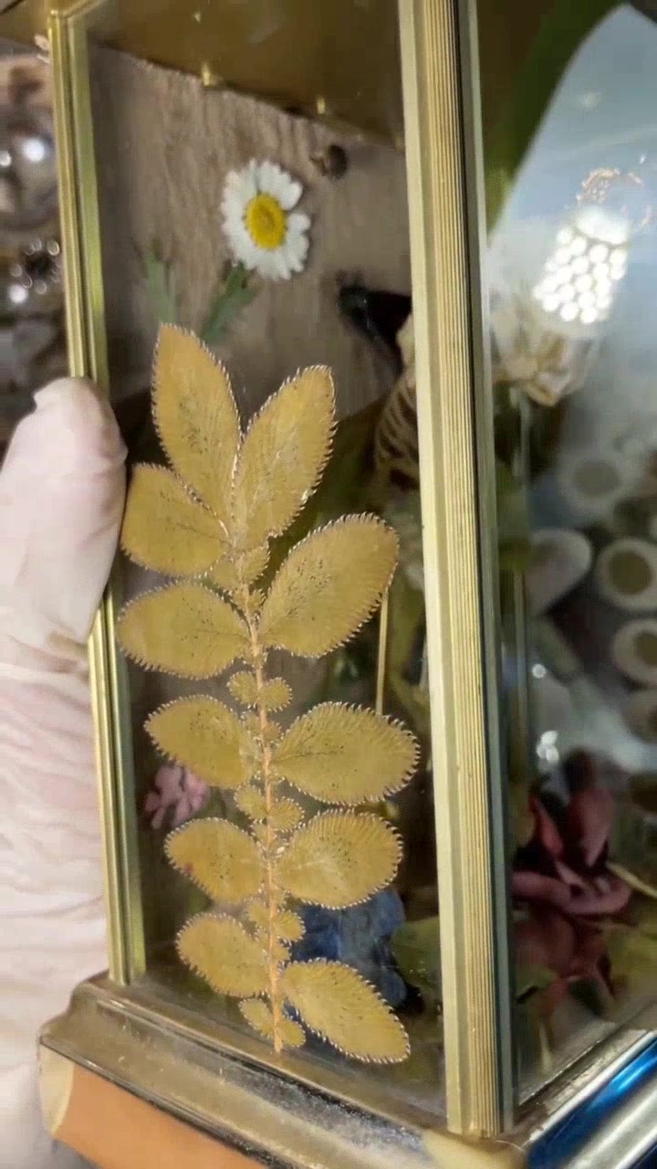 可爱蛾娃娃,竟是猫咪骨骼标本