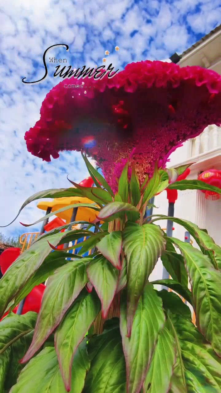 鸡冠花的花语和寓意