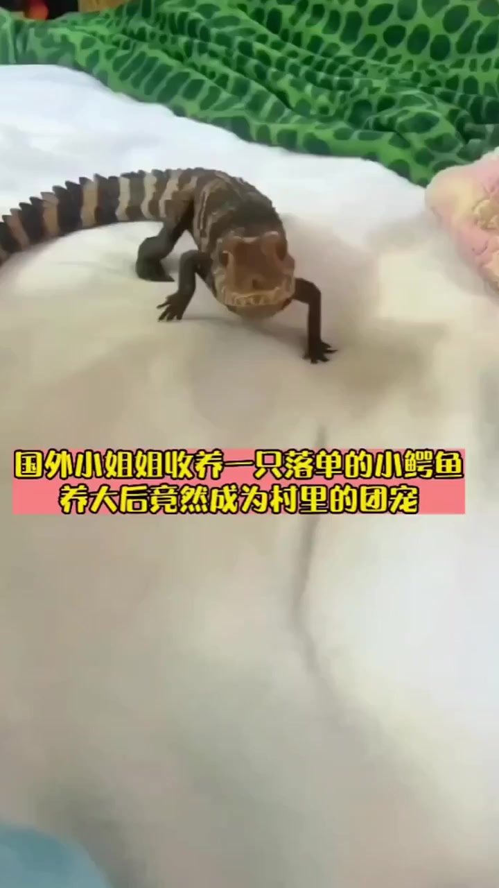 国外小姐姐收养一只落单的小鳄鱼,长大后没想到竟然成为村里的团宠