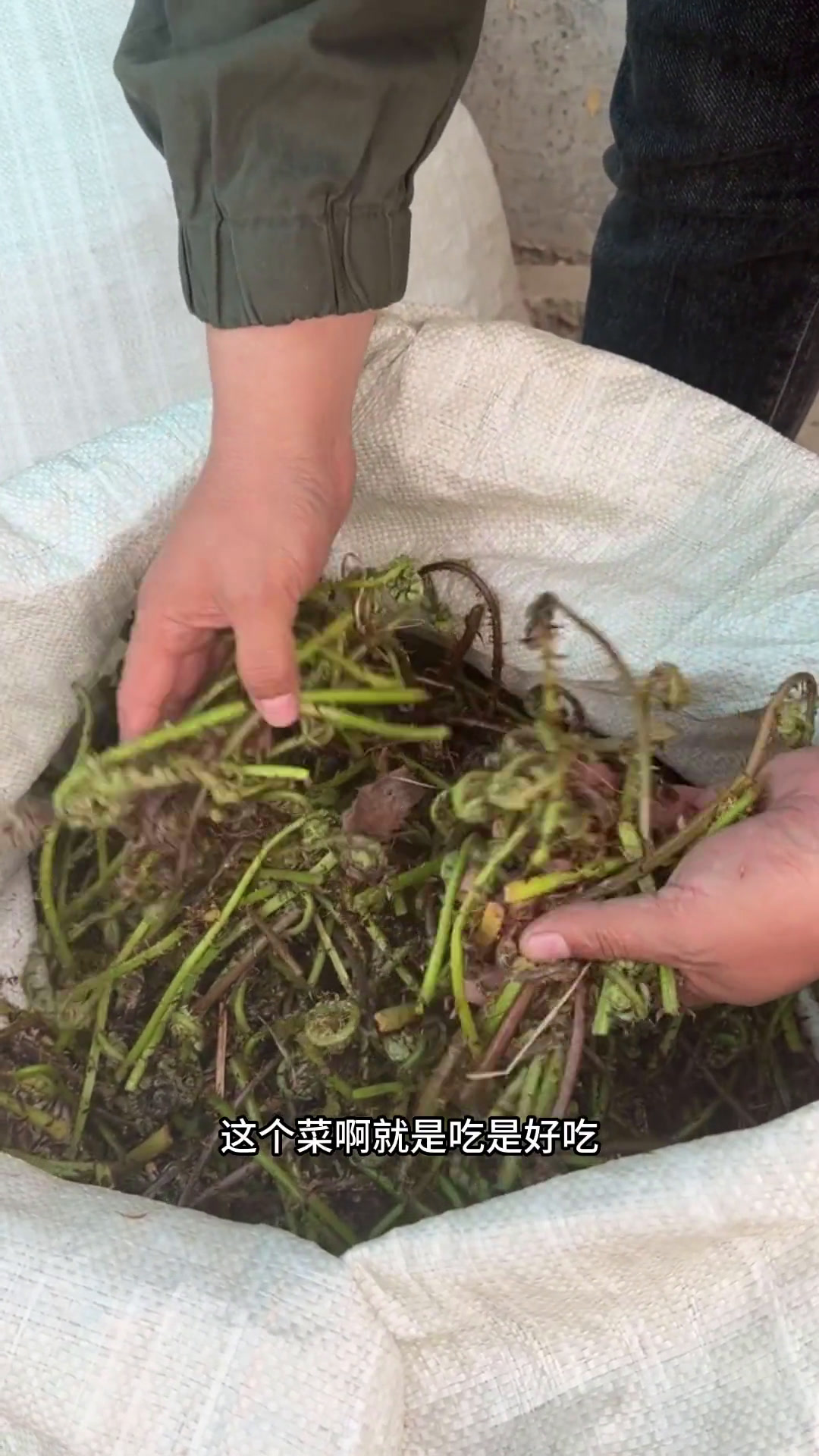为了增加山农的收入,我们又进行了下一项山野菜