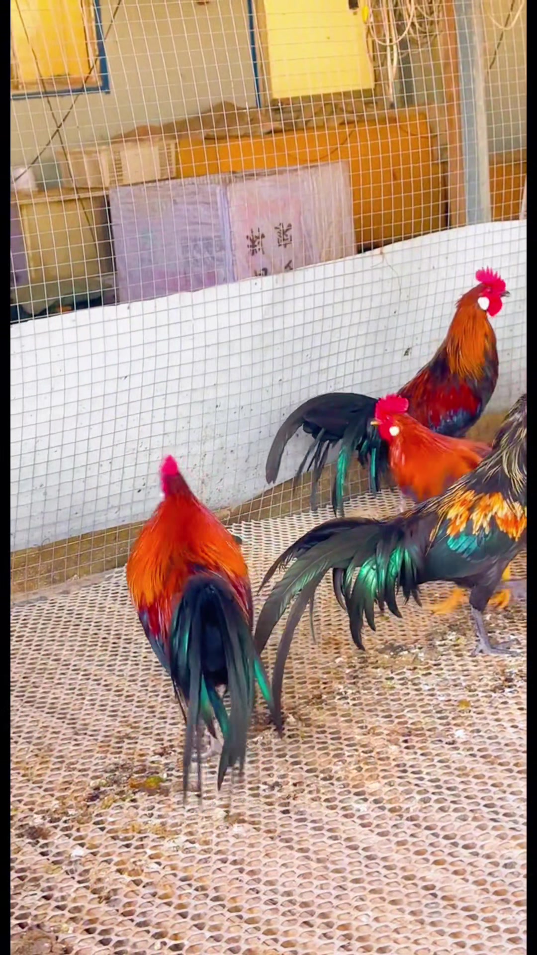 长尾观赏鸡、鸡苗、种鸽