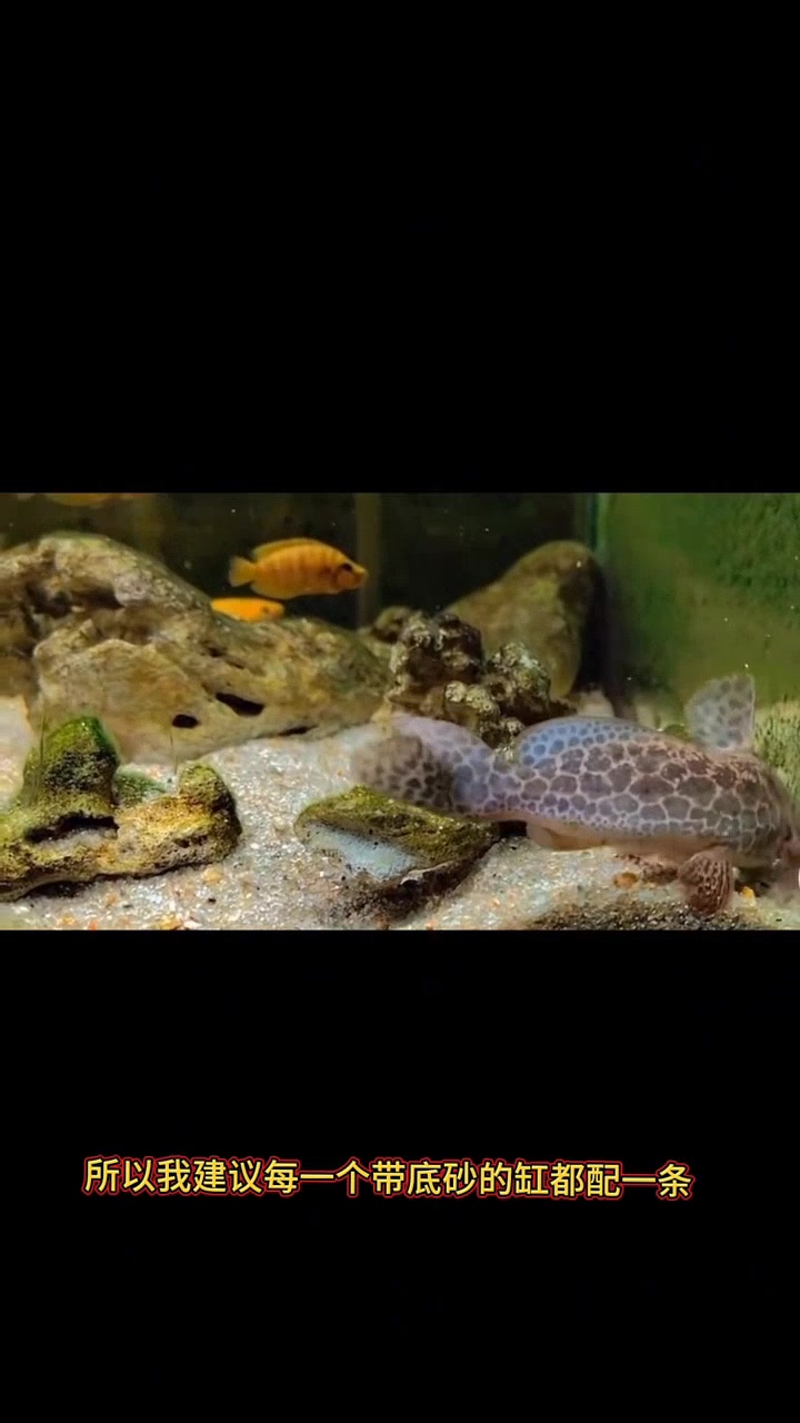 翻砂神器牛头鸭嘴