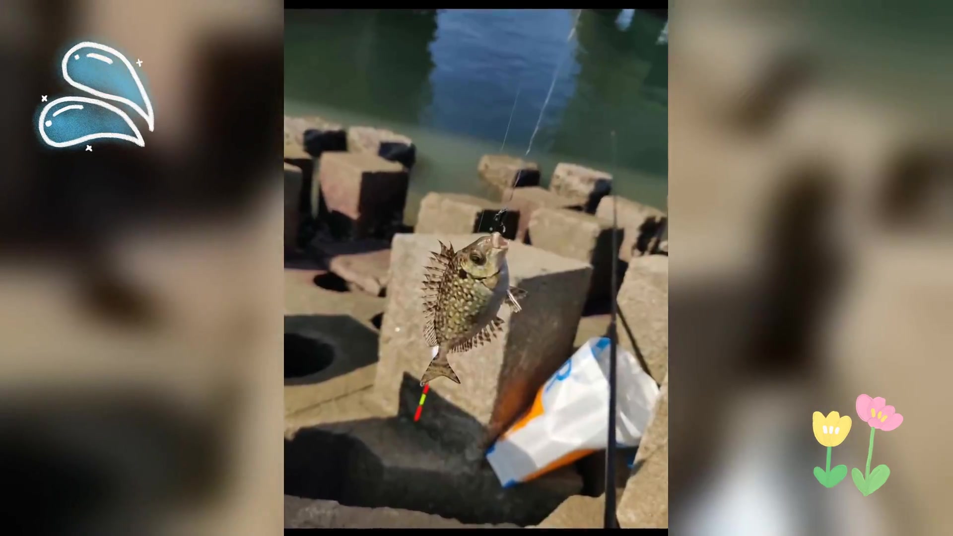 海钓珍馐: 泥猛鱼,鲜美有毒,处理需谨慎