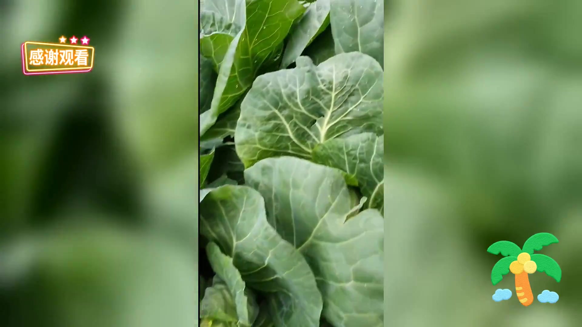 小菜园牛心菜喜获丰收,爸妈乐开怀