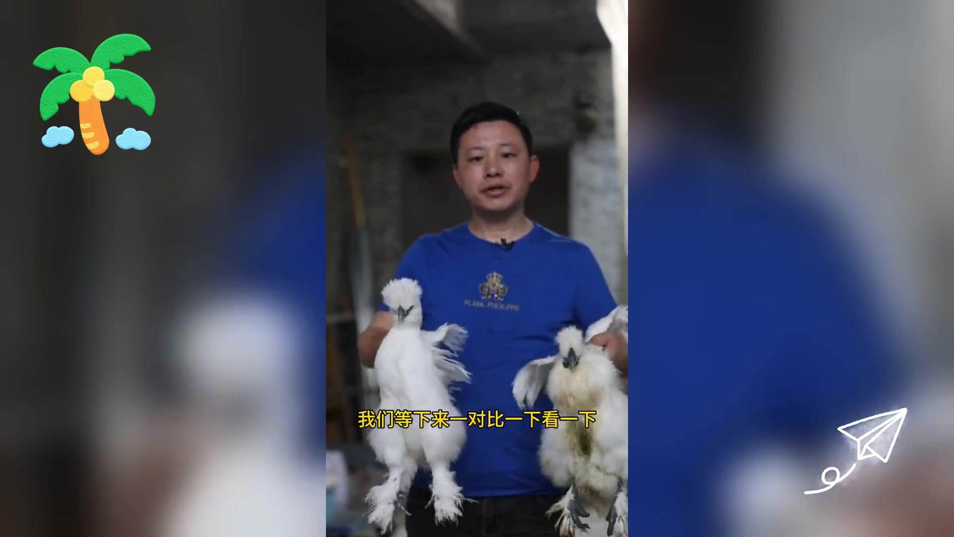 揭秘: 正宗泰和乌鸡VS杂交乌鸡,差异何在