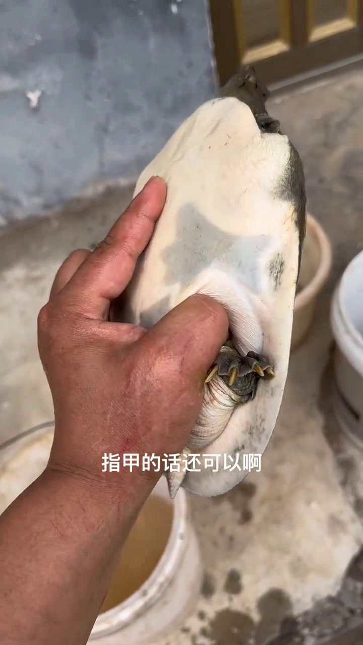 野生甲鱼和养殖甲鱼,你能分辨出来吗?