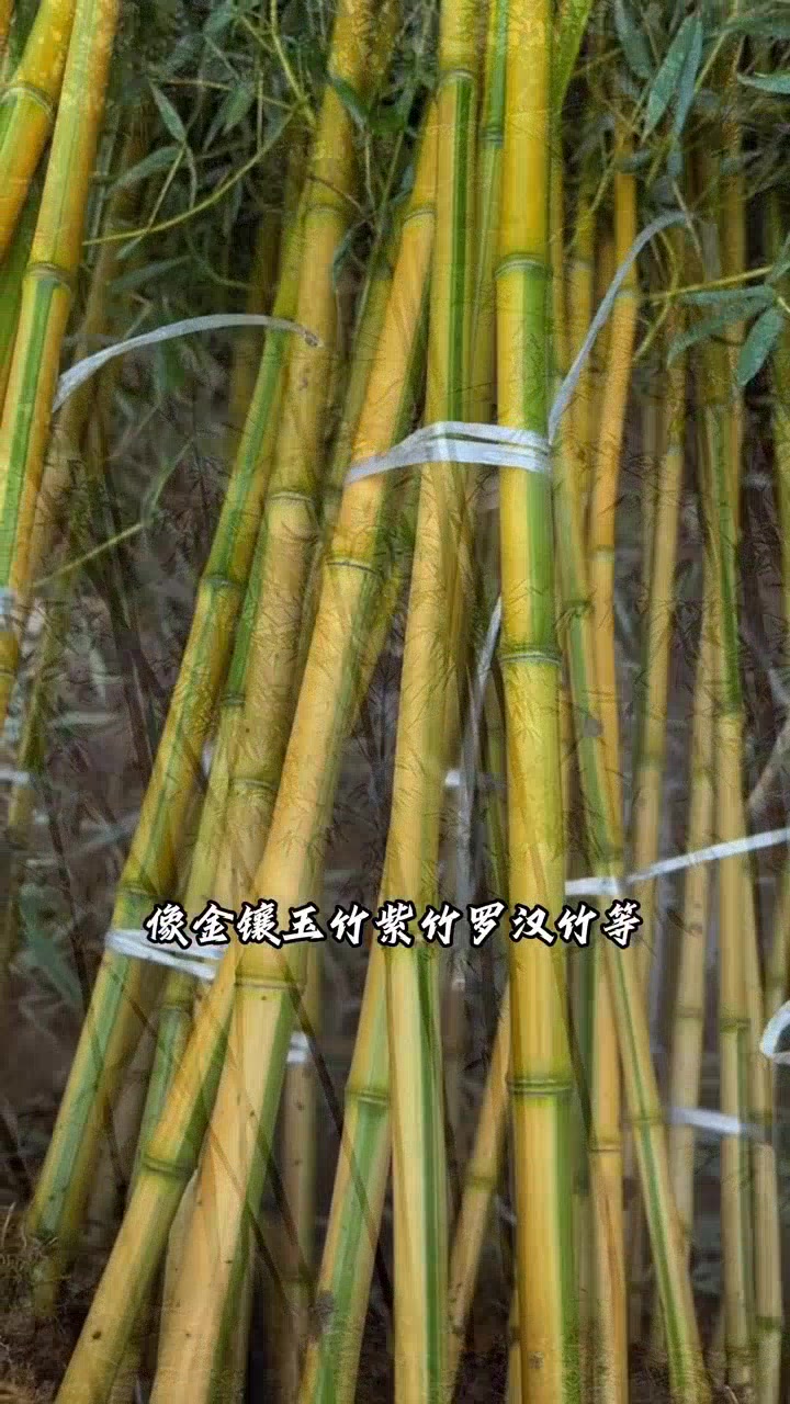 庭院竹子怎么选?