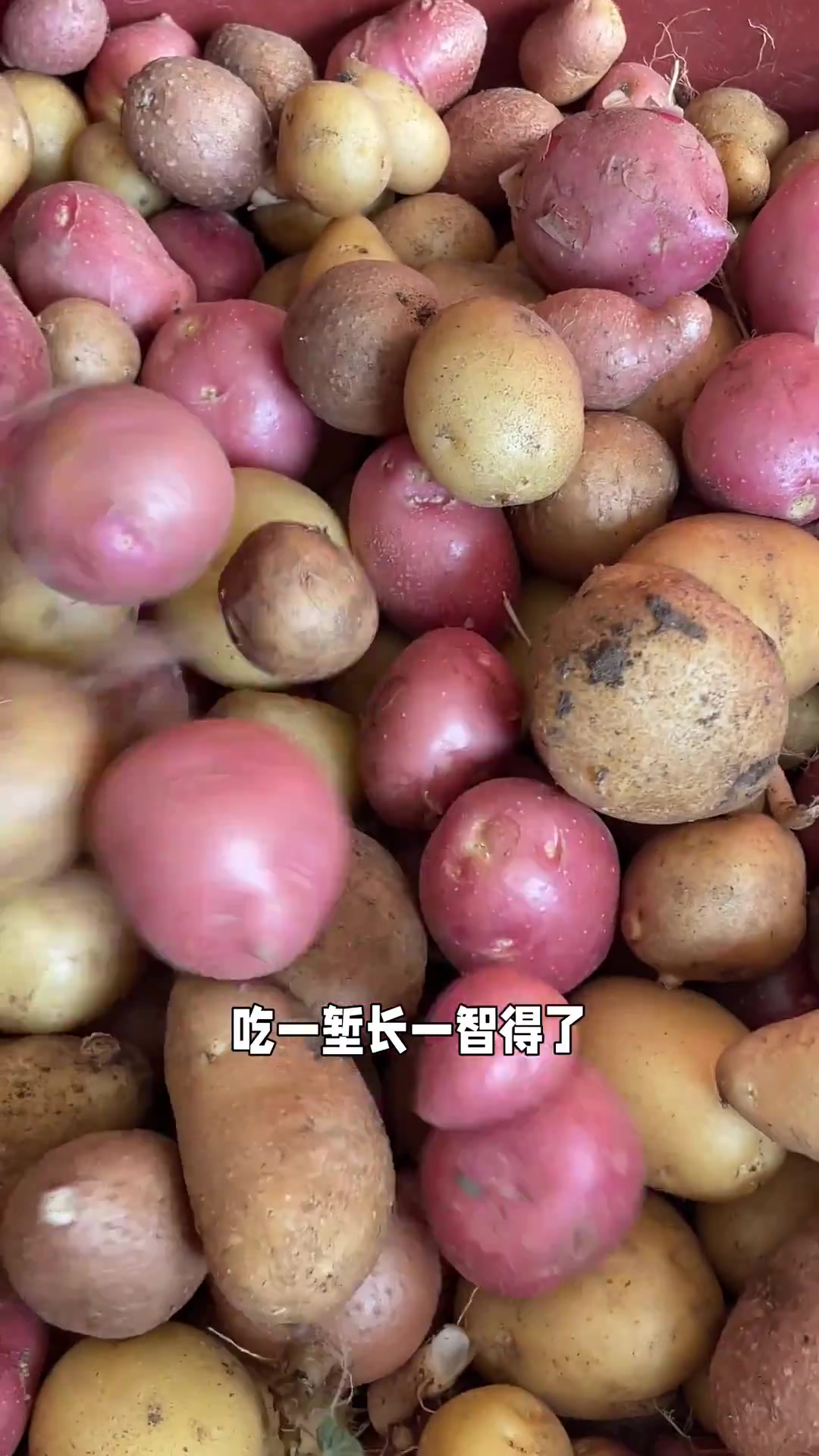 内蒙猫冬囤菜之腌小土豆牛肉咸菜 你们吃过土豆牛肉咸菜么