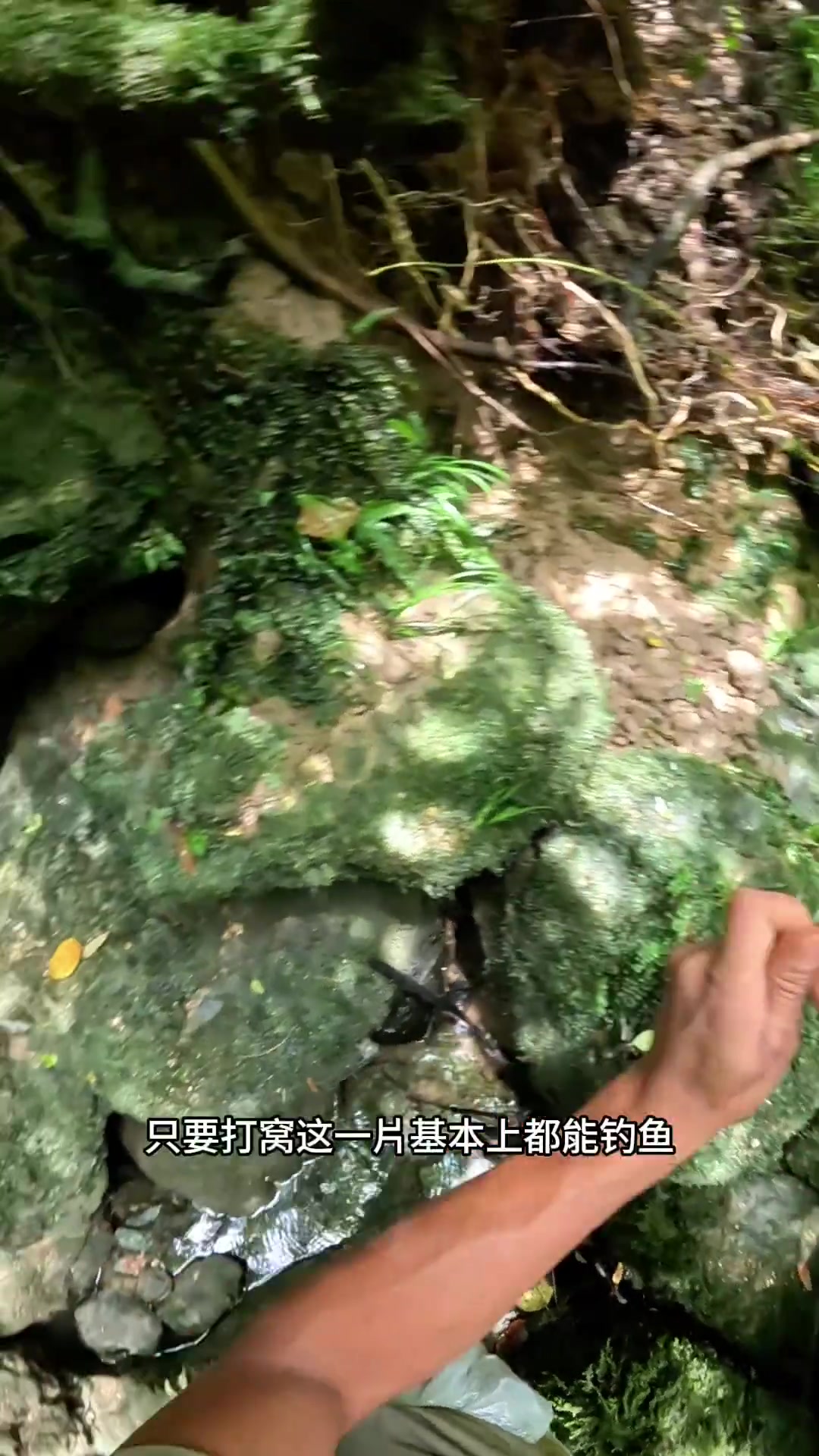 石鲶鱼 天网鱼饵