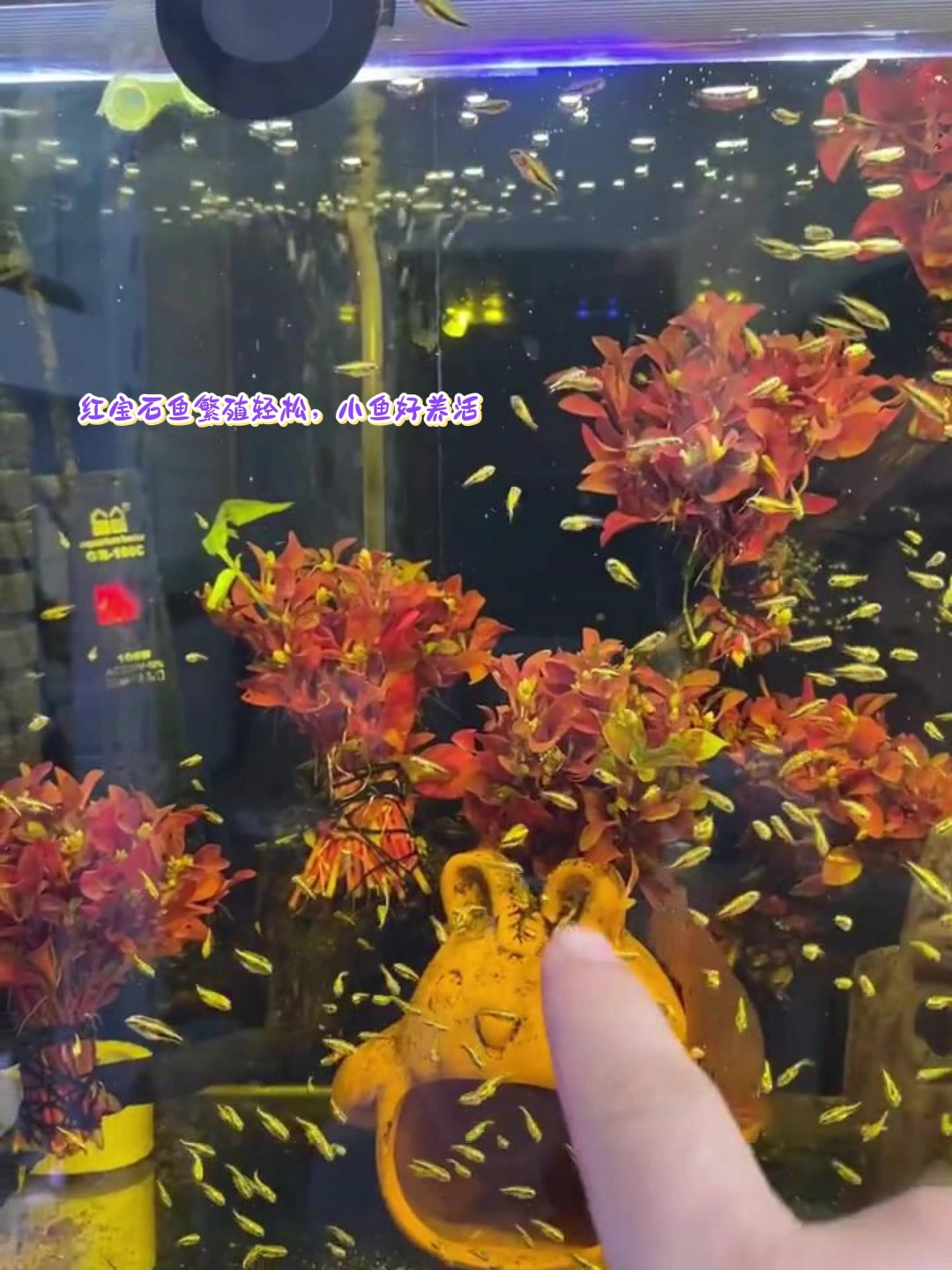 红宝石鱼繁殖轻松,小鱼好养活