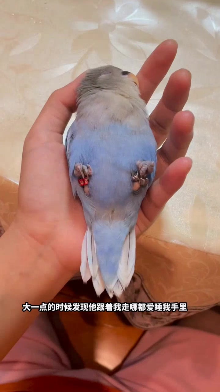 可爱小鸡这样躺着睡,也太萌了吧!