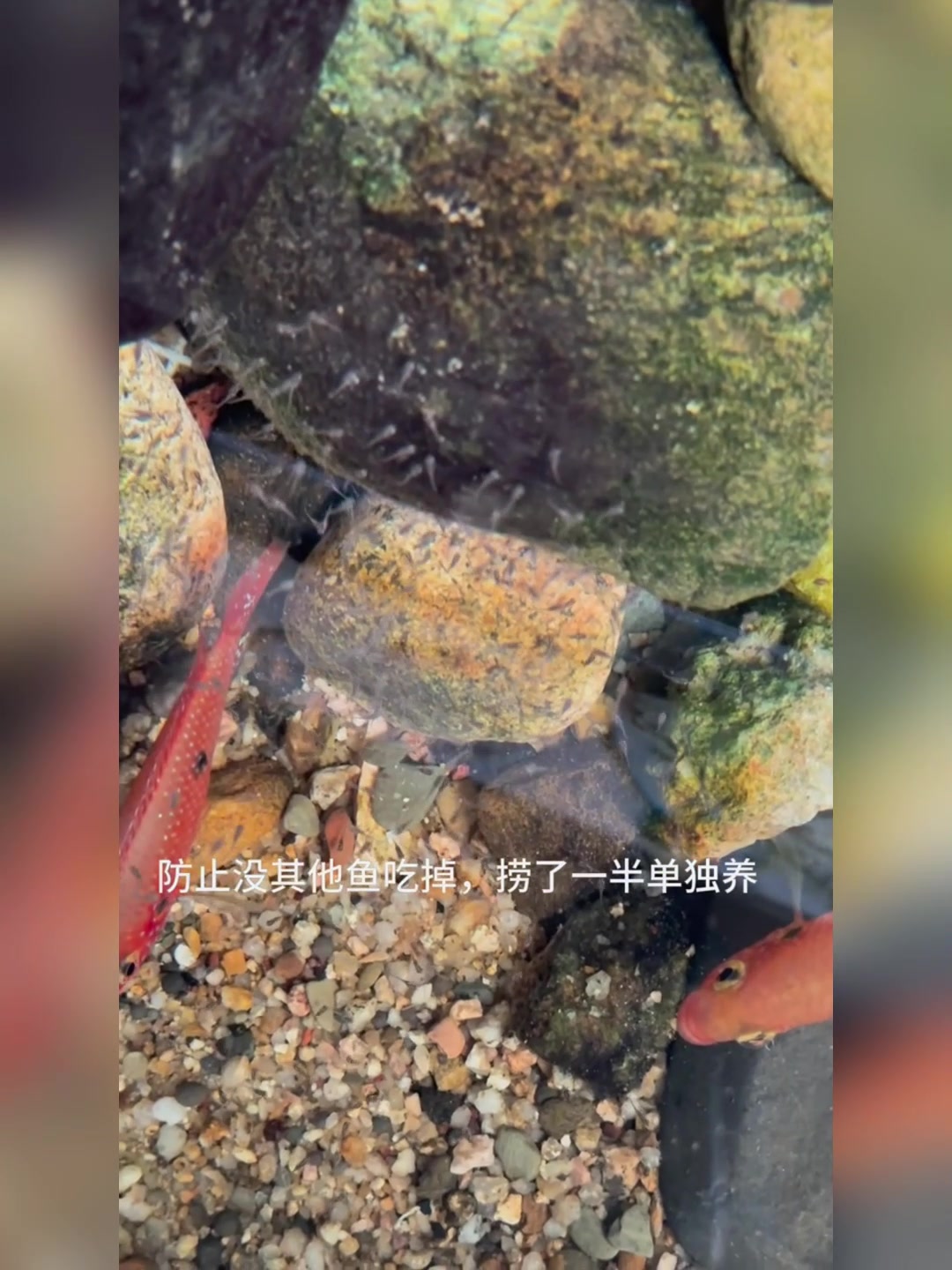 阳台养鱼:又一窝红宝石鱼宝宝诞生啦!