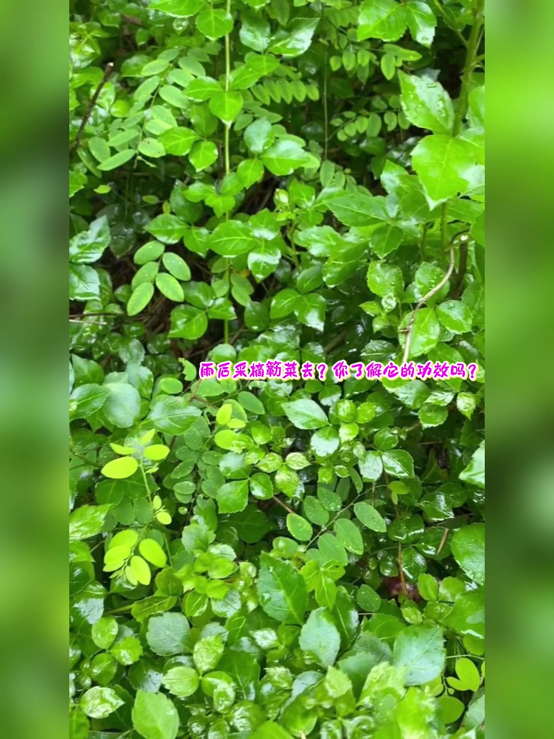 雨后采摘簕菜去?你了解它的功效吗?