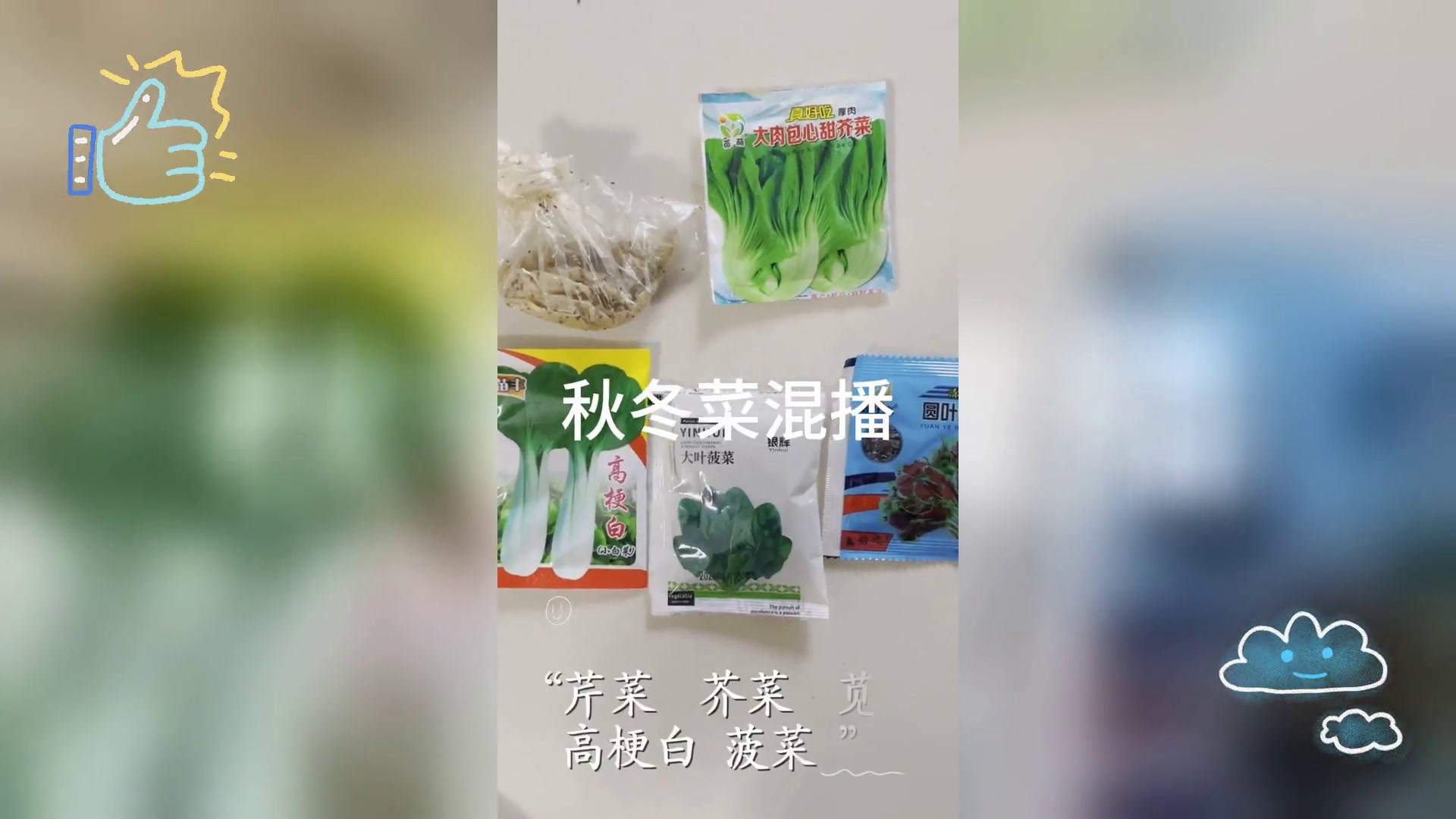 秋播启幕,南方推广芹菜套种技术