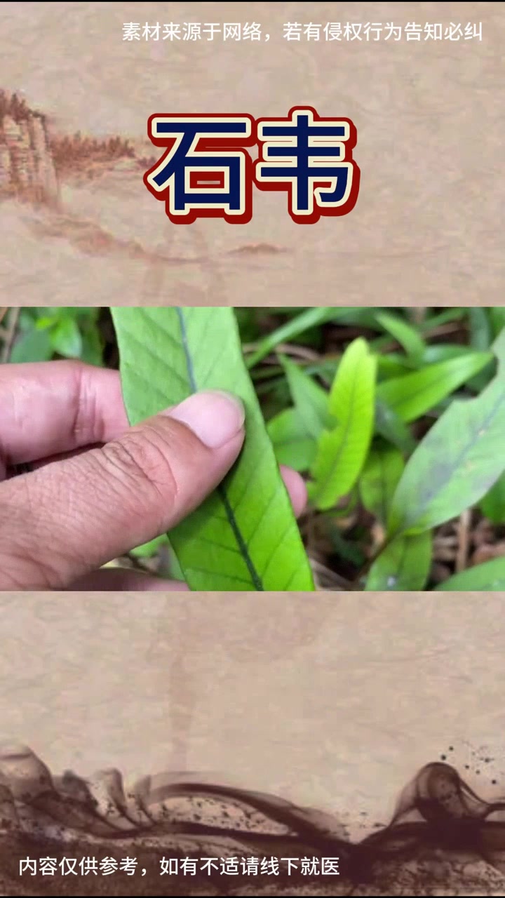 学习一味中药石韦