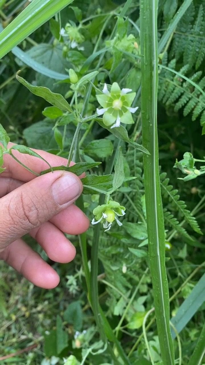 鹅肠草:一种常见的野菜