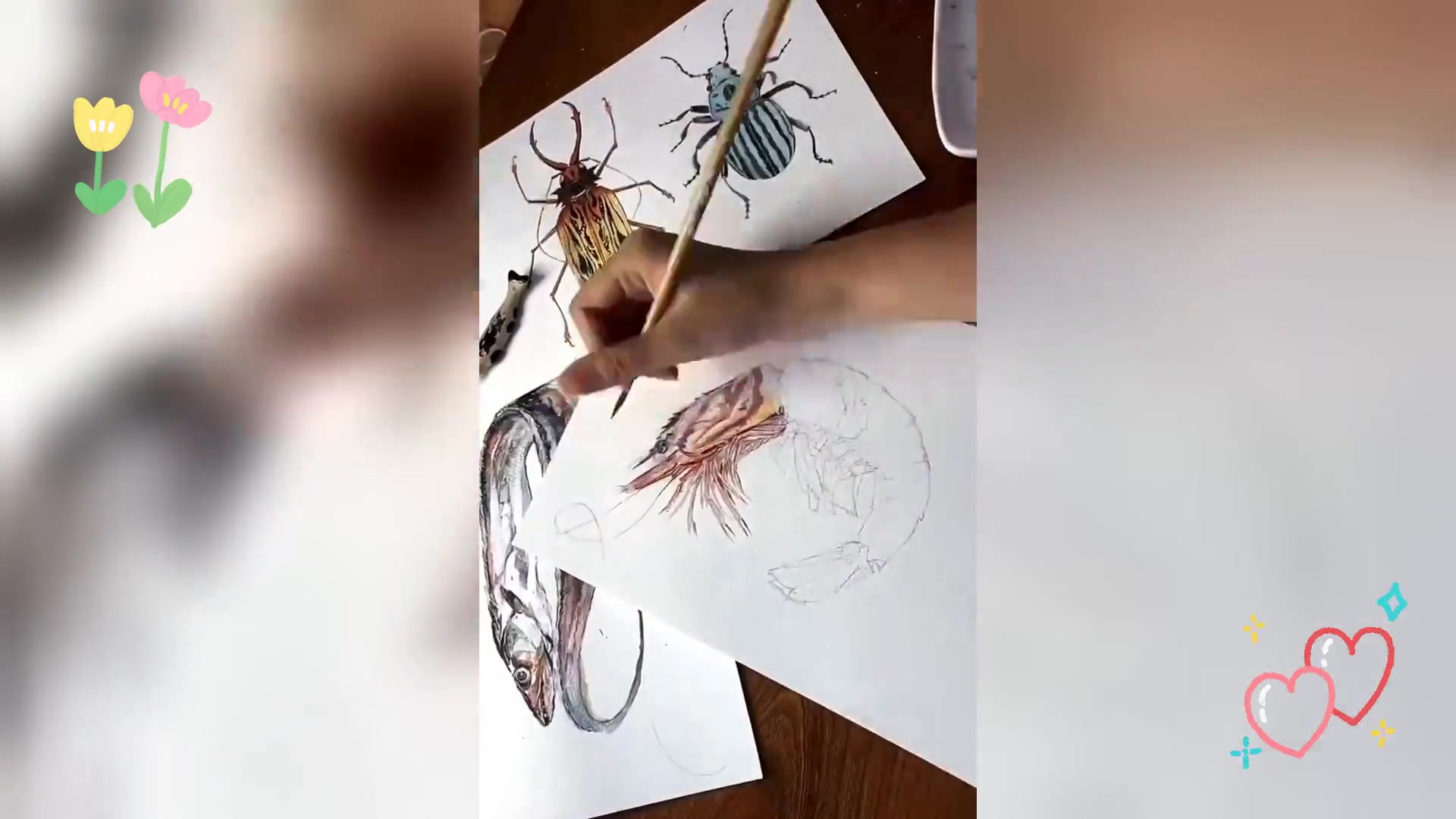 水彩虾手绘教程直播,详细步骤带你学插画