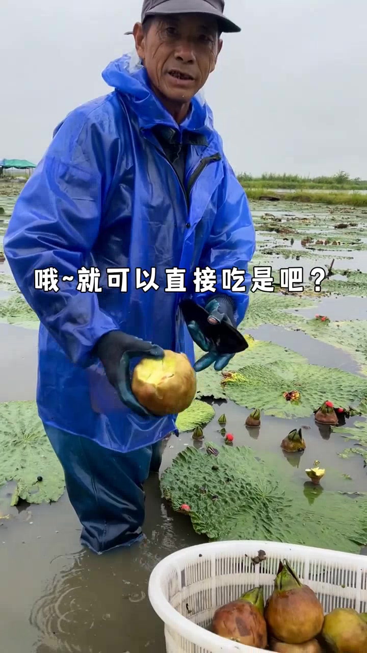 鸡头米,水中人参还是“水中桂圆”?