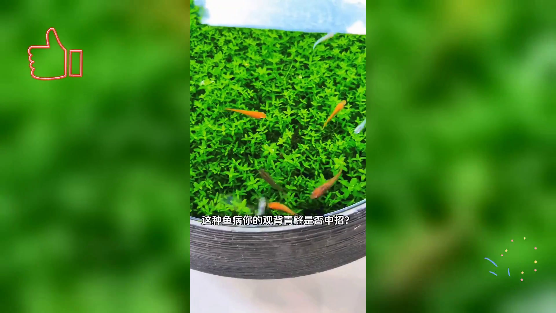 观背青鳉消瘦两因探秘