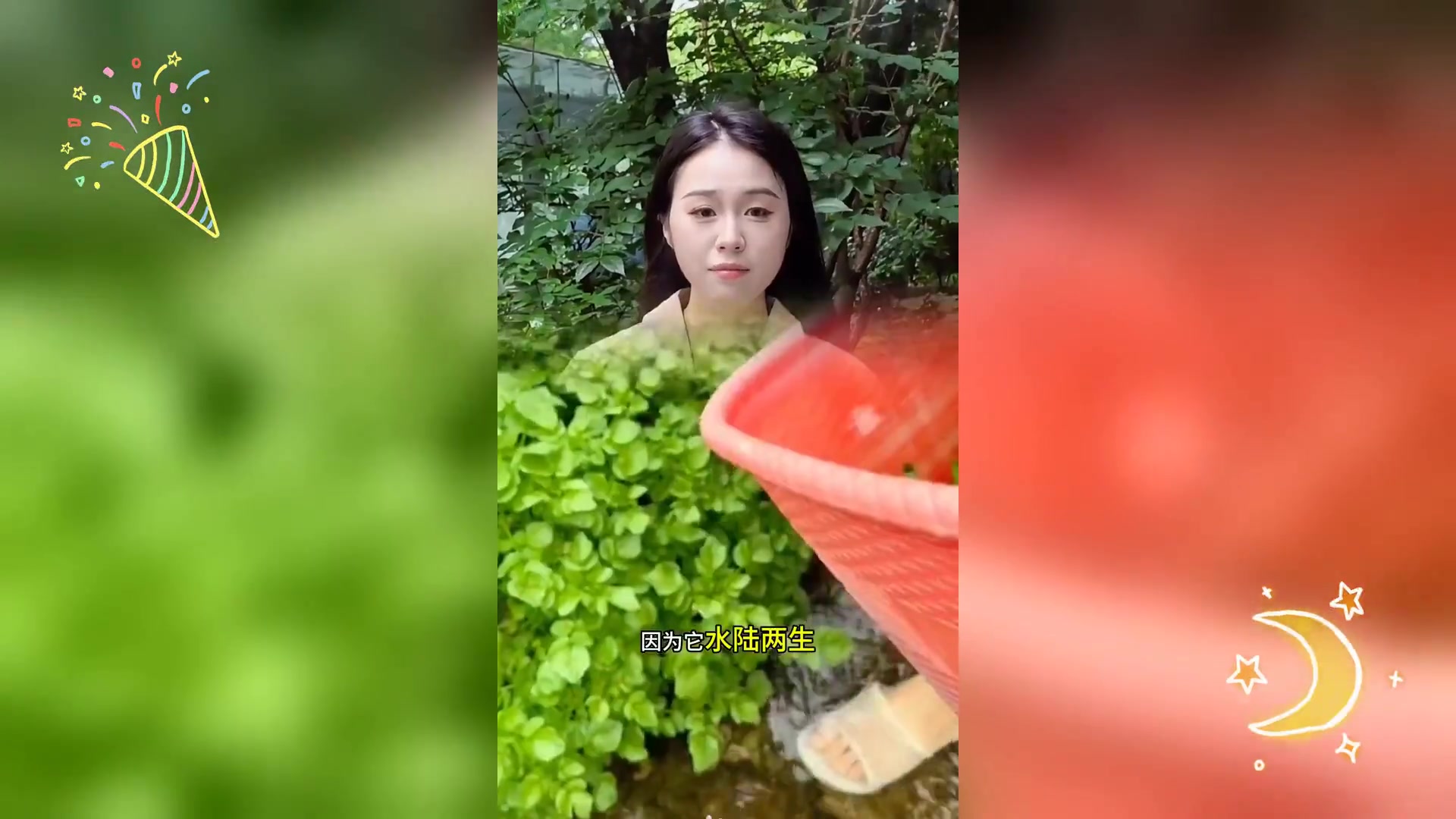 家种西洋菜,纯天然绿色蔬菜种植记