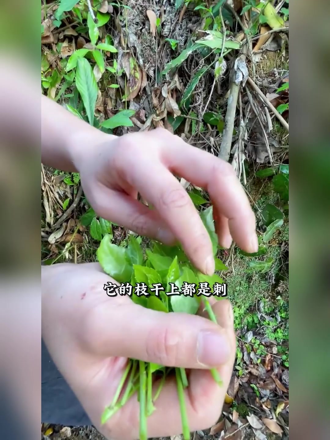 白簕菜,汤清爽清甜,夏日必备!