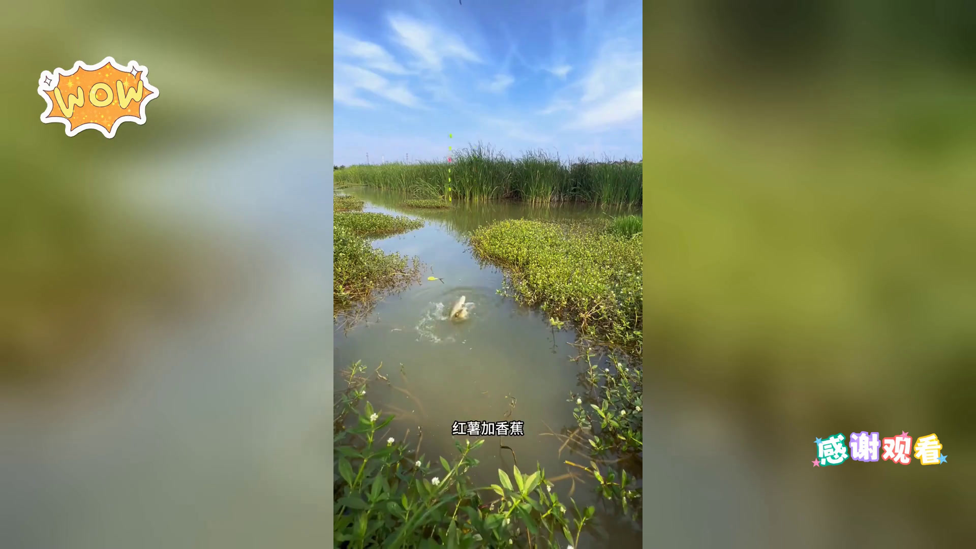 红薯香蕉饵,自制钓鱼神器,鱼获满满