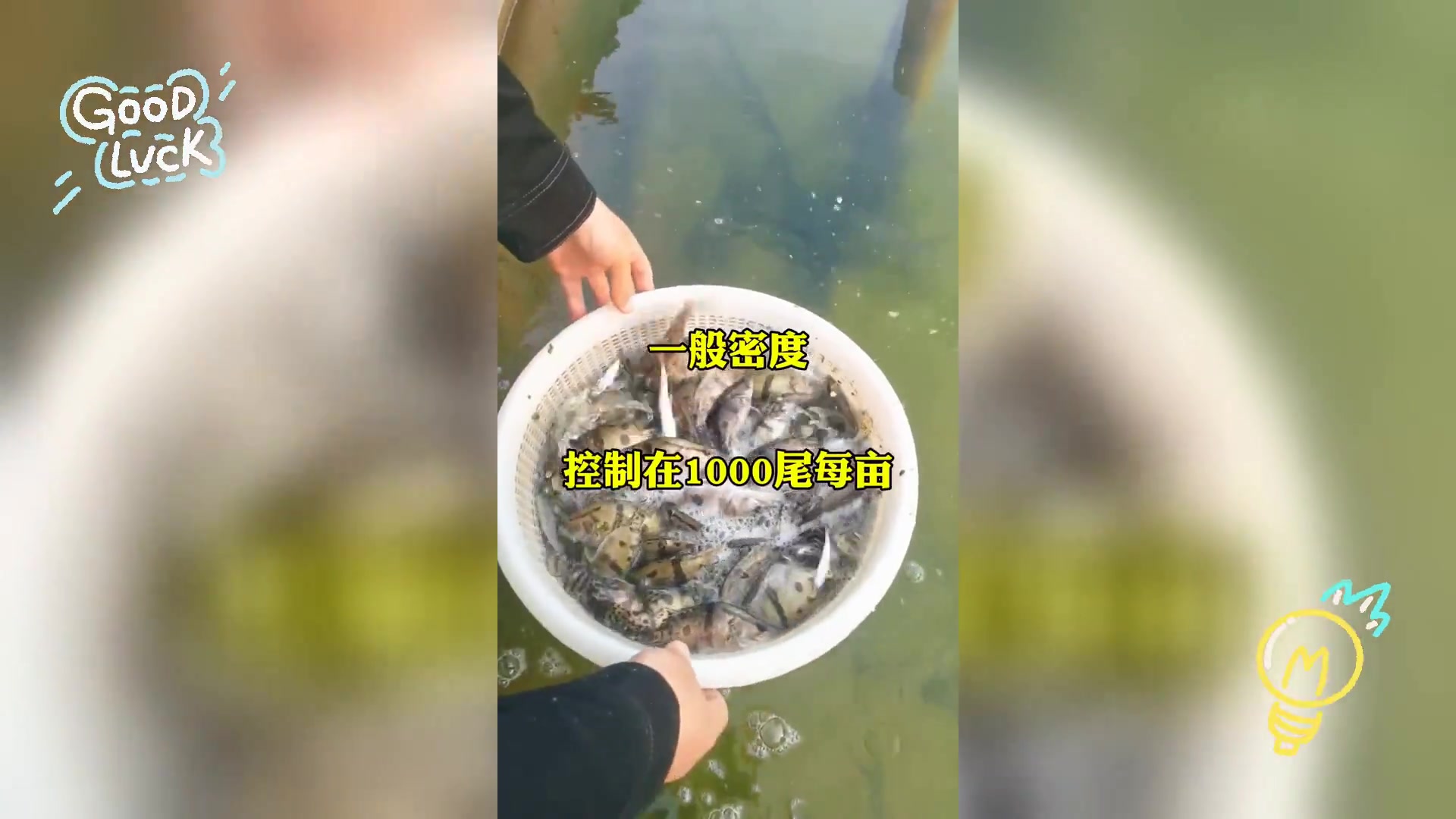 饲料喂养鳜鱼,一年生长极限