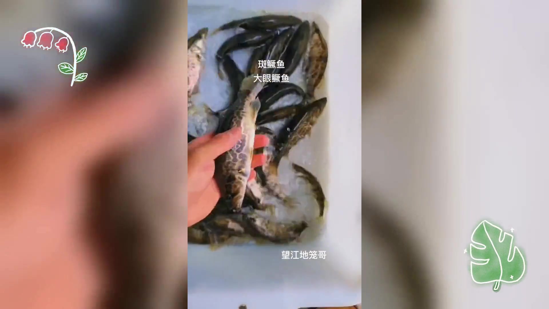 珍稀鳜鱼品种: 斑鳜与大眼鳜