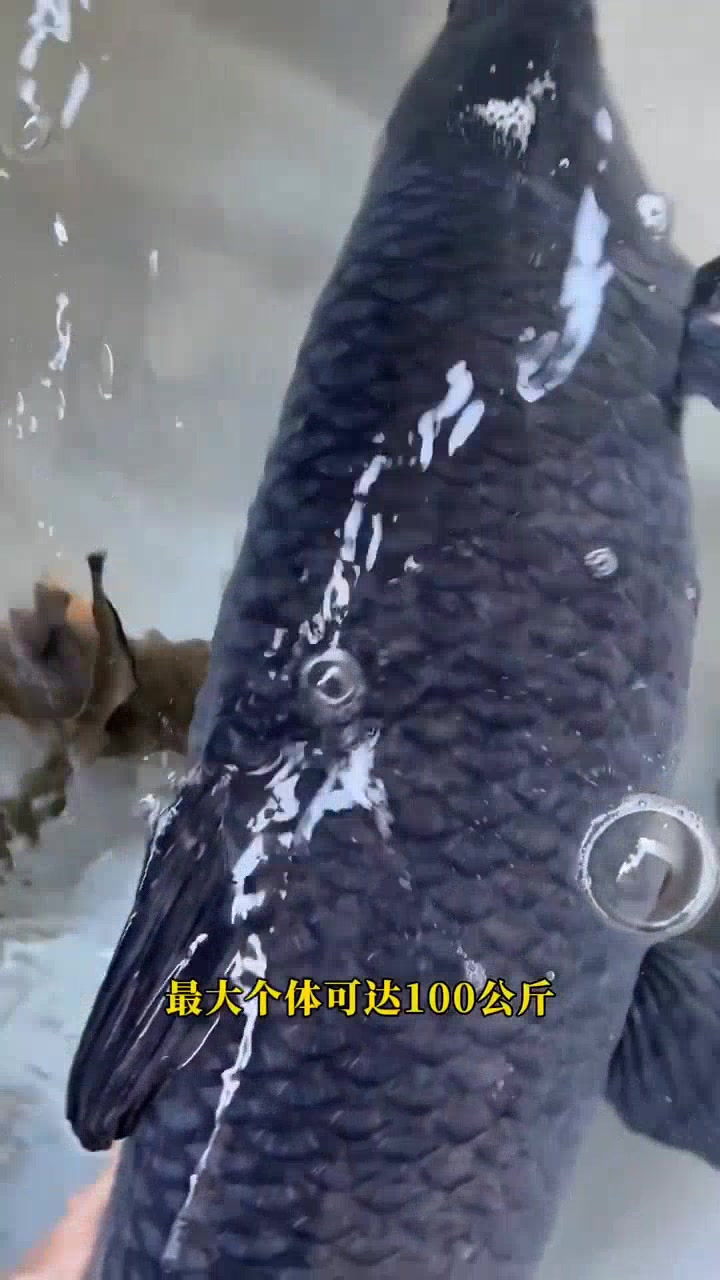 大青鱼观赏镇宅佳品