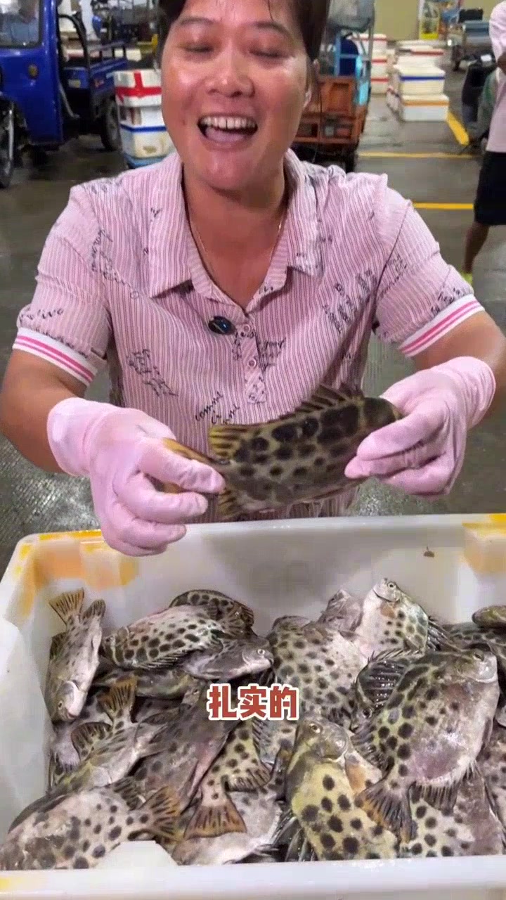 金鼓鳗现身海域