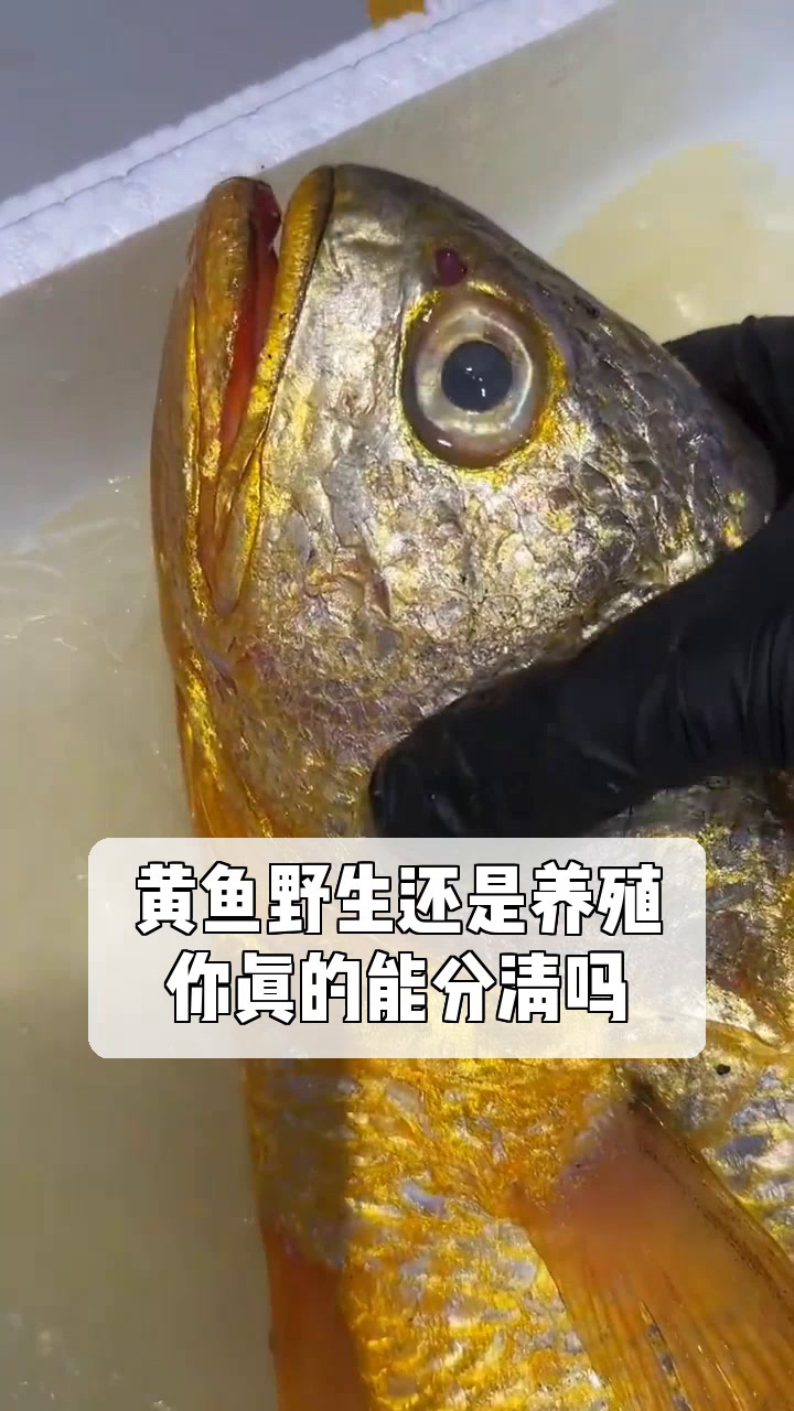 黄鱼野生还是养殖,你真的能分清吗?