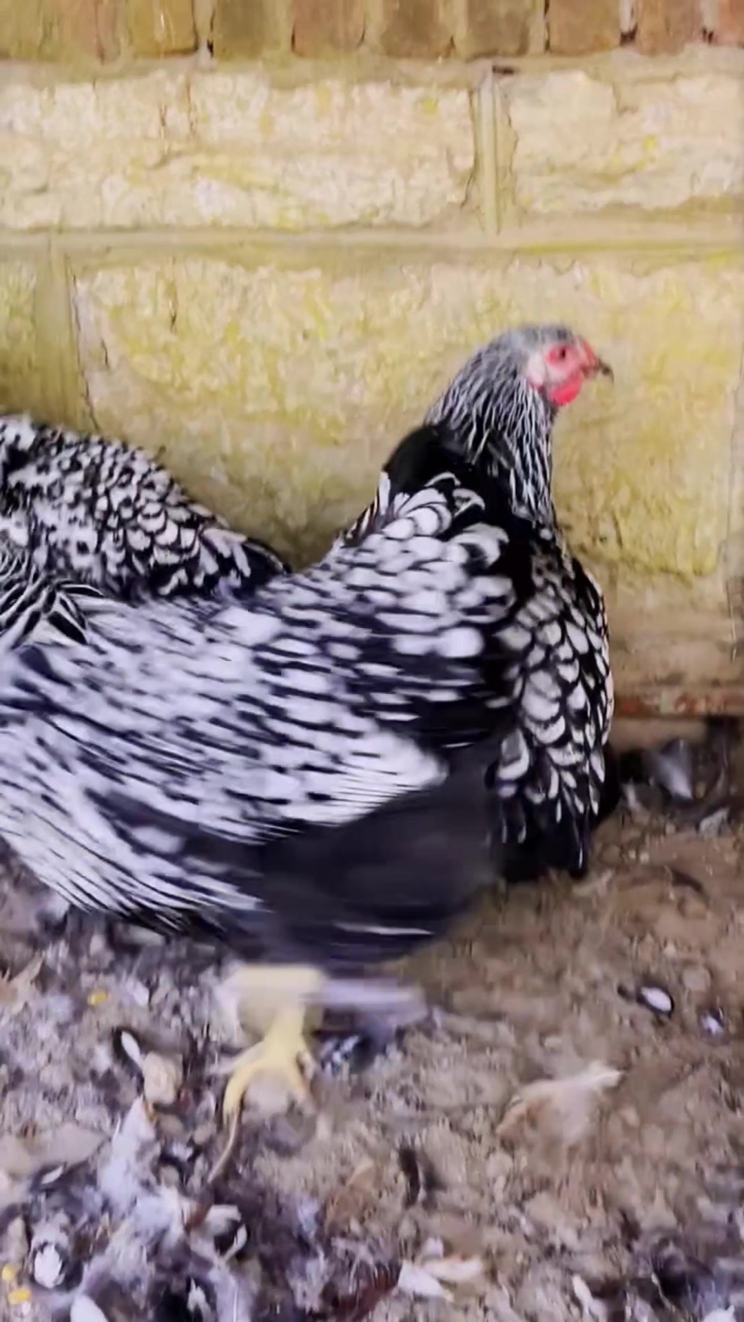 怀特鱼鳞观赏鸡、鸡苗、种蛋