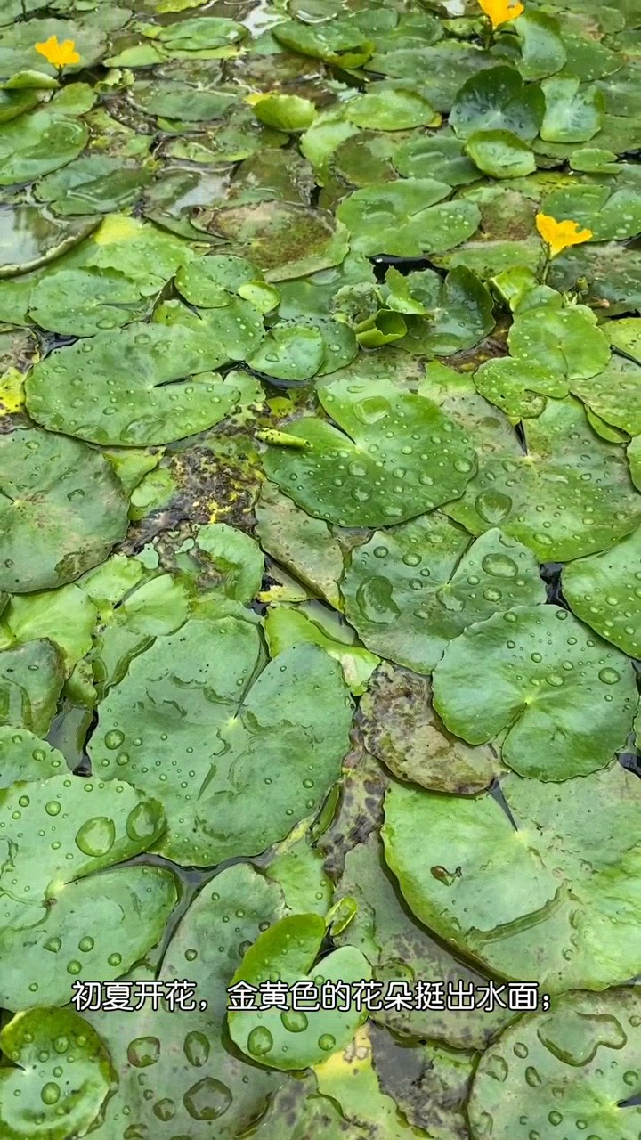 荇菜:诗经中的摇曳水草