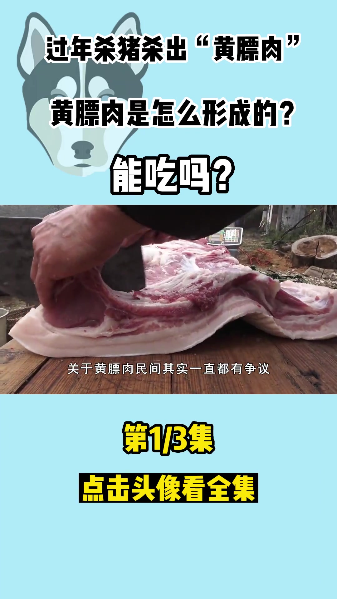 过年杀猪杀出“黄膘肉”,黄膘肉是怎么形成的?能吃吗?.1