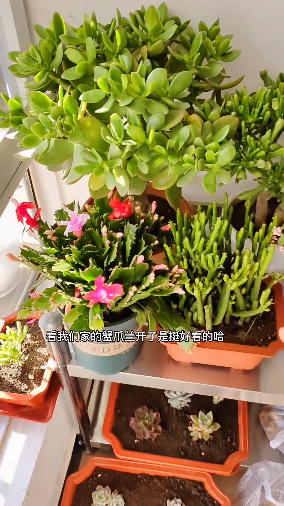 晚饭随拍:川贝蒸梨+酸汤肥牛+萝卜排骨汤+清炒西葫芦