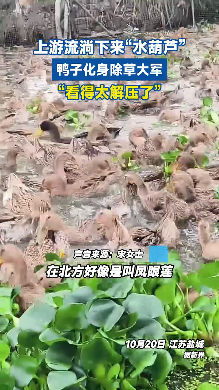 上游流淌下来“水葫芦”,鸭子化身除草大军,看得太解压了!水葫芦 鸭子