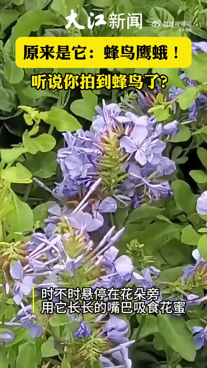 「听说你拍到蜂鸟了?原来是它:蜂鸟鹰蛾!」10月22日,记者在南昌市千花伴花鸟市场发现了一